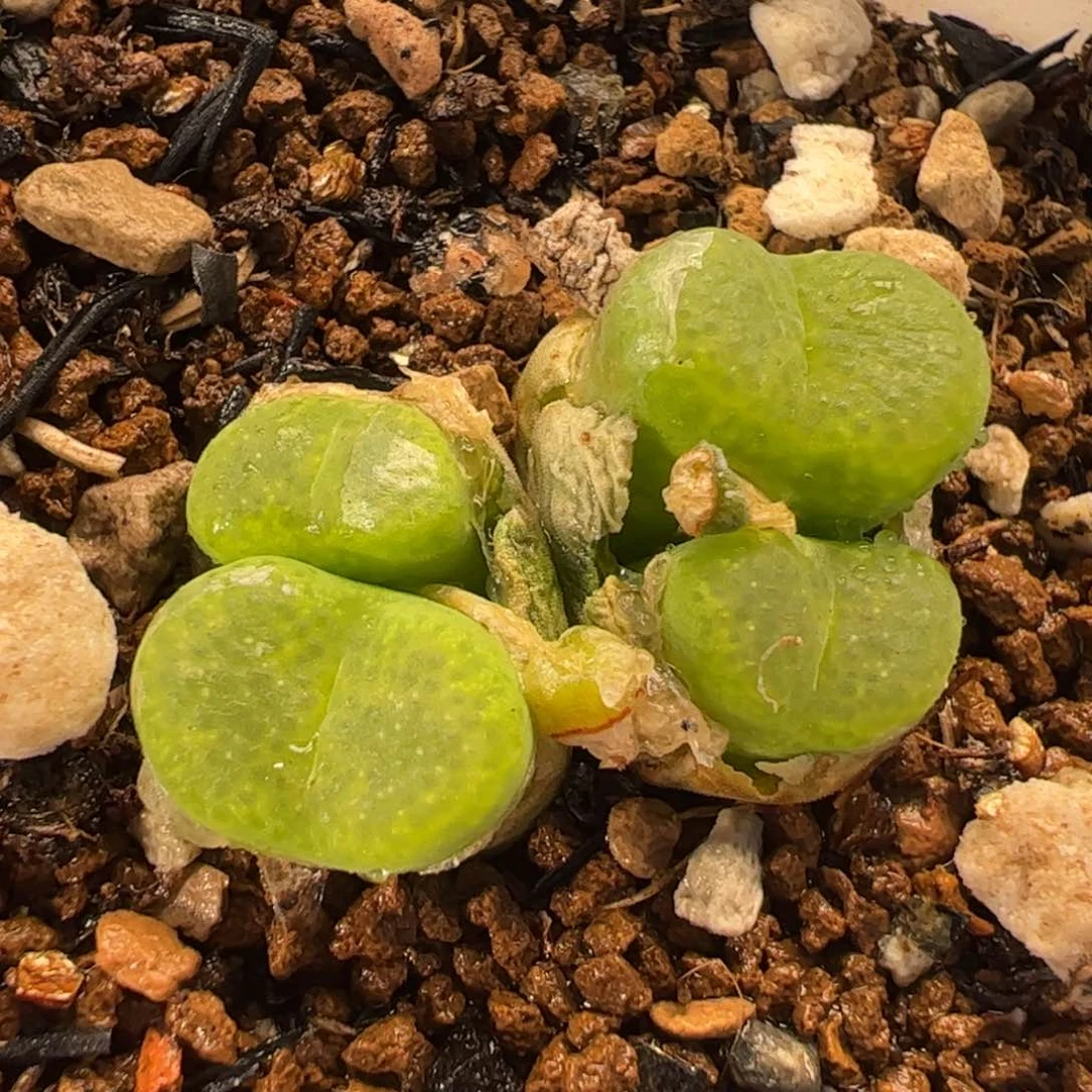 026多肉植物百科