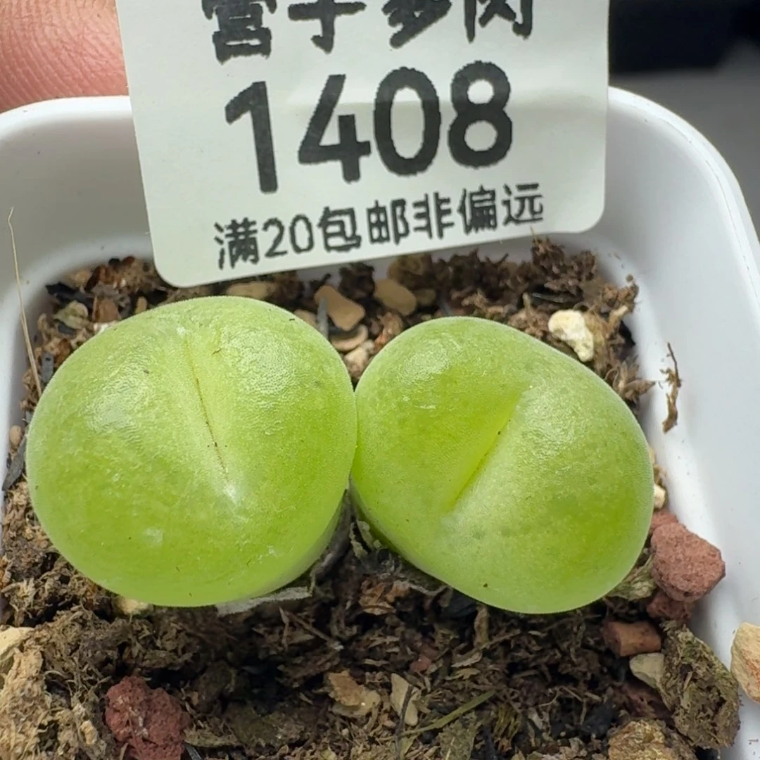 空卡带盆土
