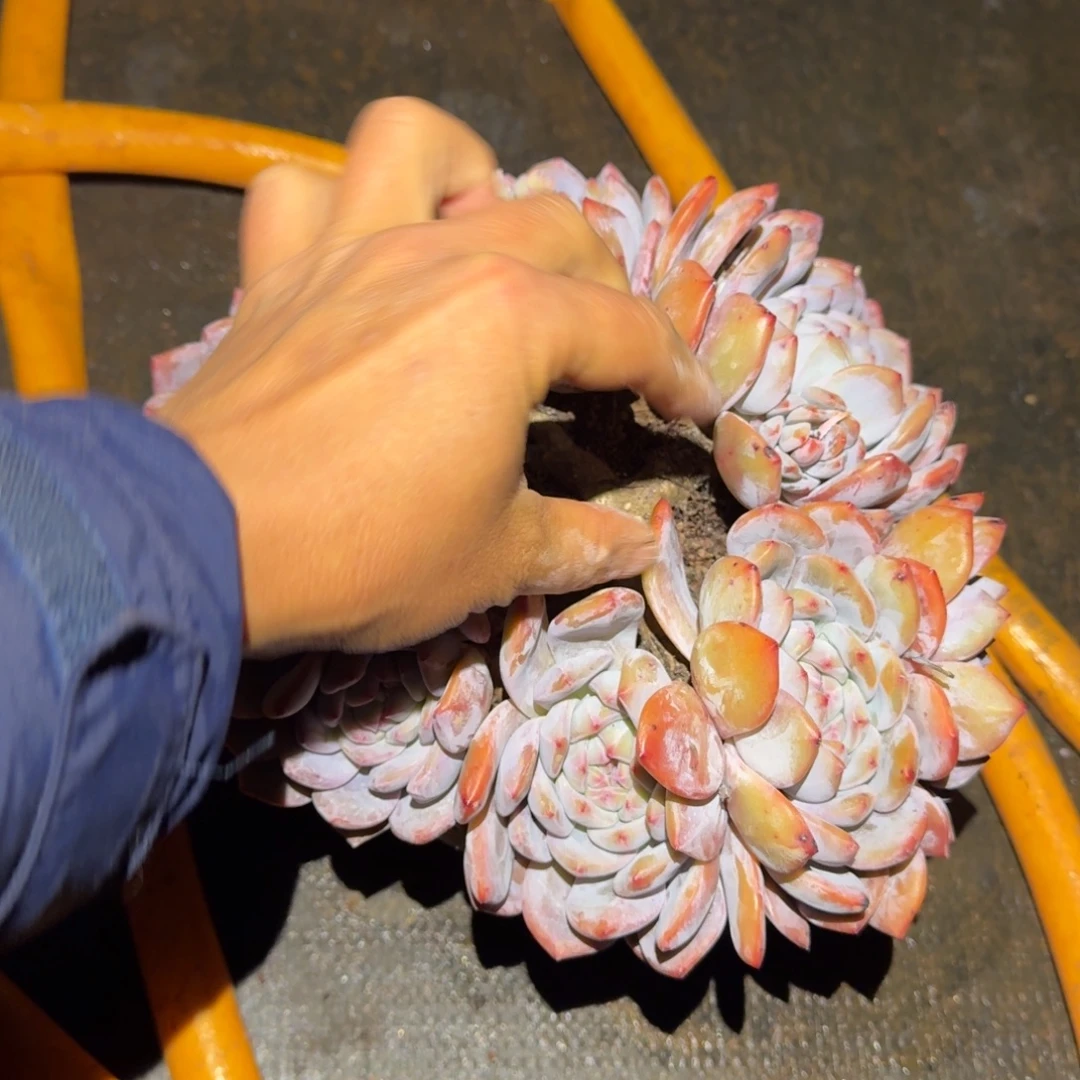 7头橙梦路多肉植物6号棚