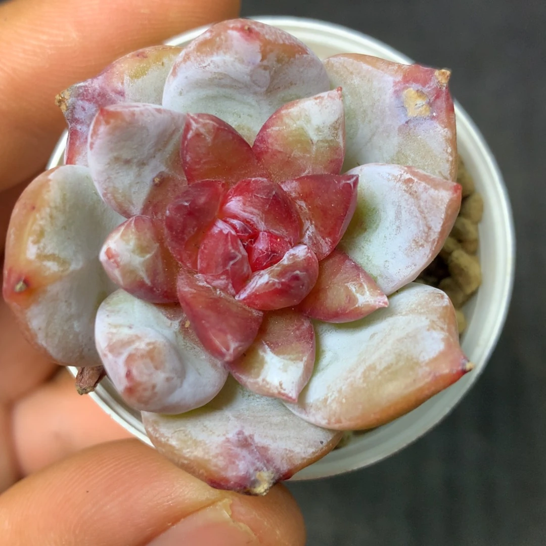 4 精品多肉一物一拍