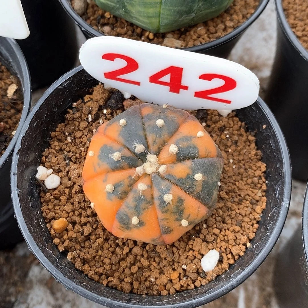 242兜锦系列福利来啦