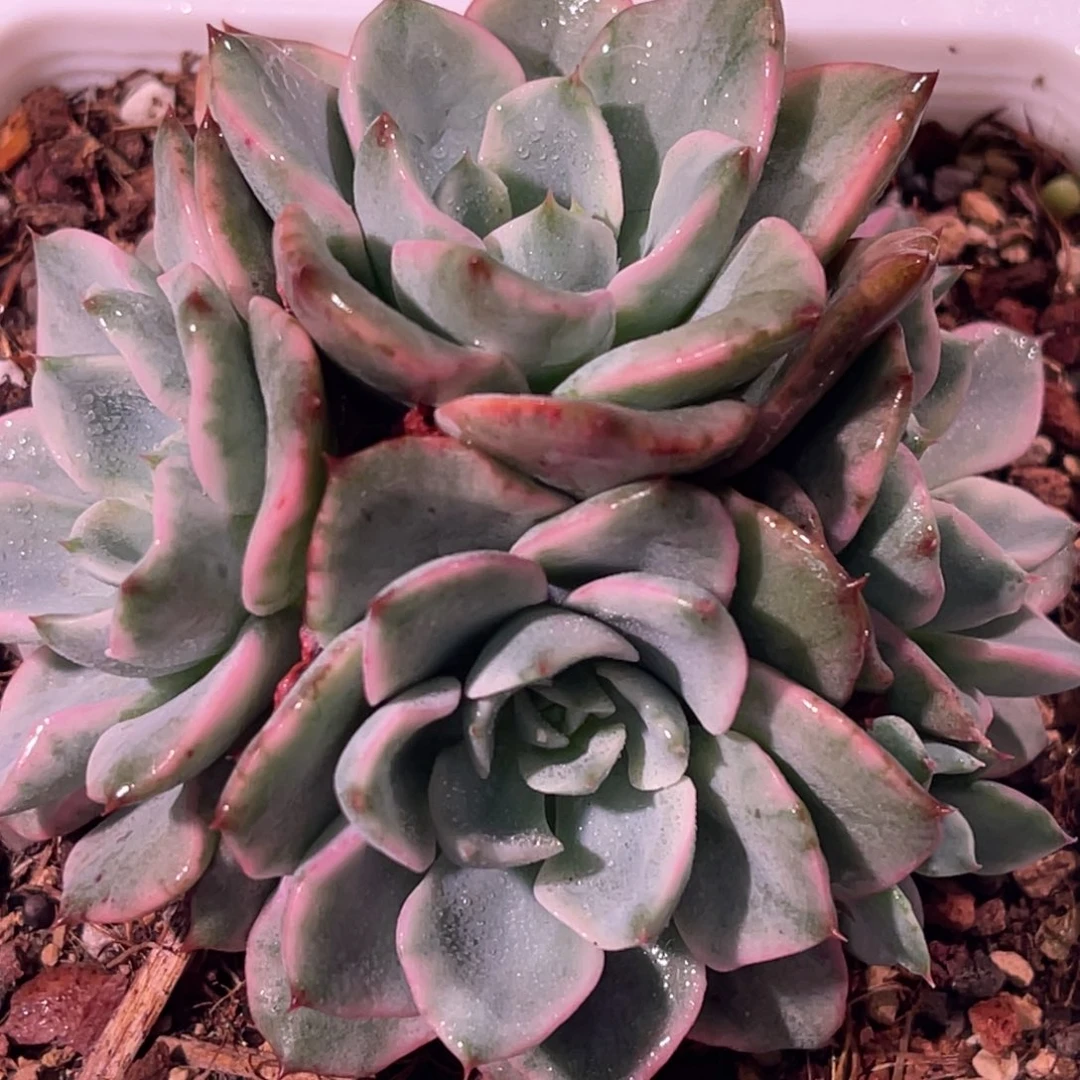 尚品特价奶油黄桃锦