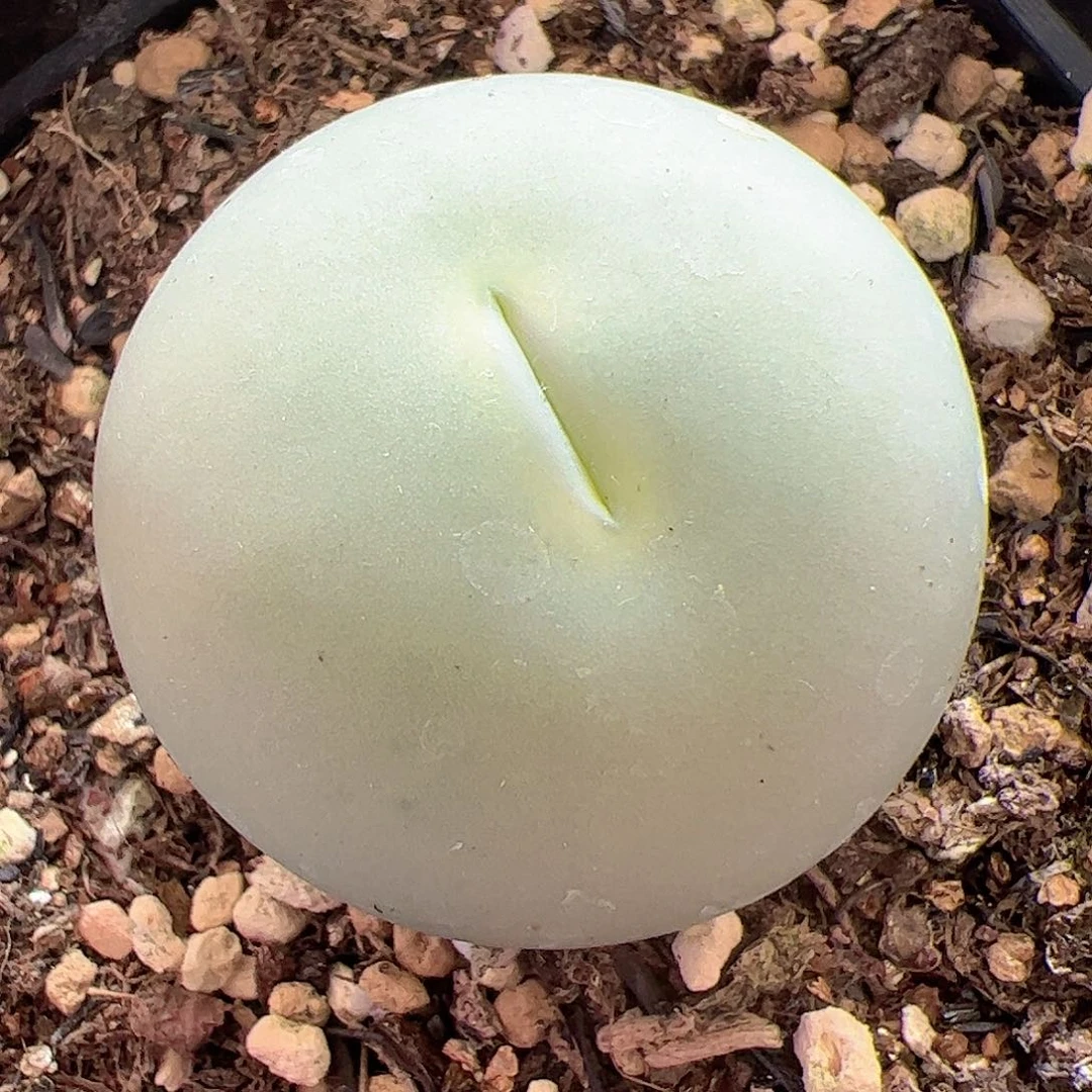 【闪购商品】167 3.1cm大鸽子蛋