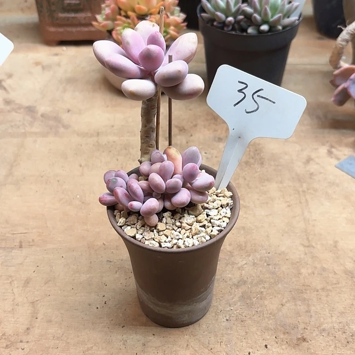 多肉植物，桃蛋35号