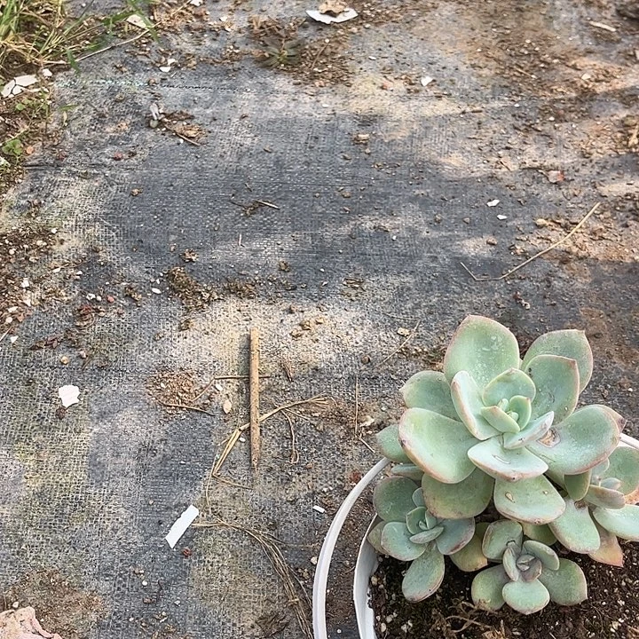 肥***猫036白凤血脱土发货不退不换