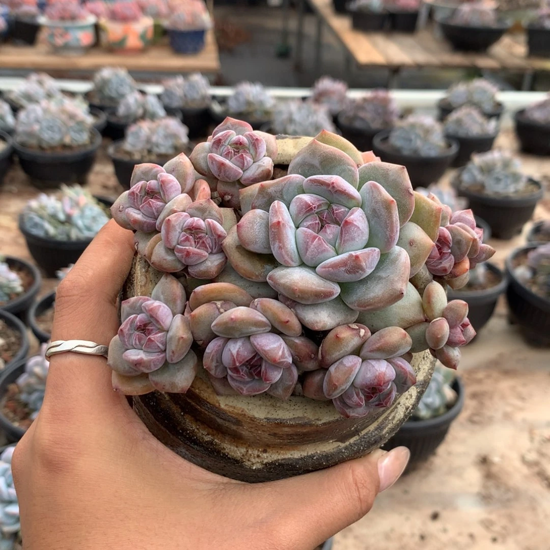 石榴籽无砍小脸群