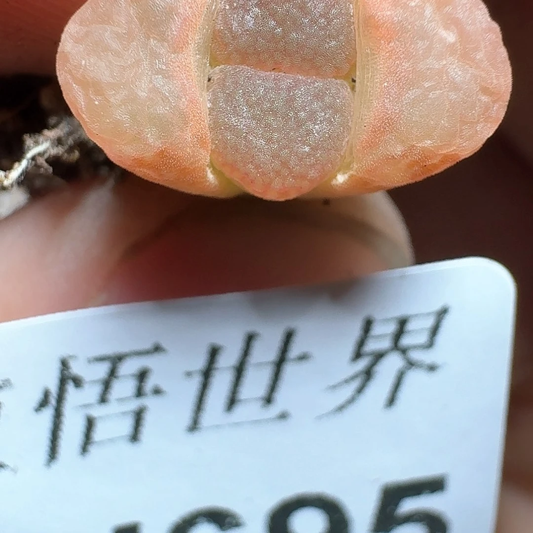 695盒d r z w w fd r z w w ce