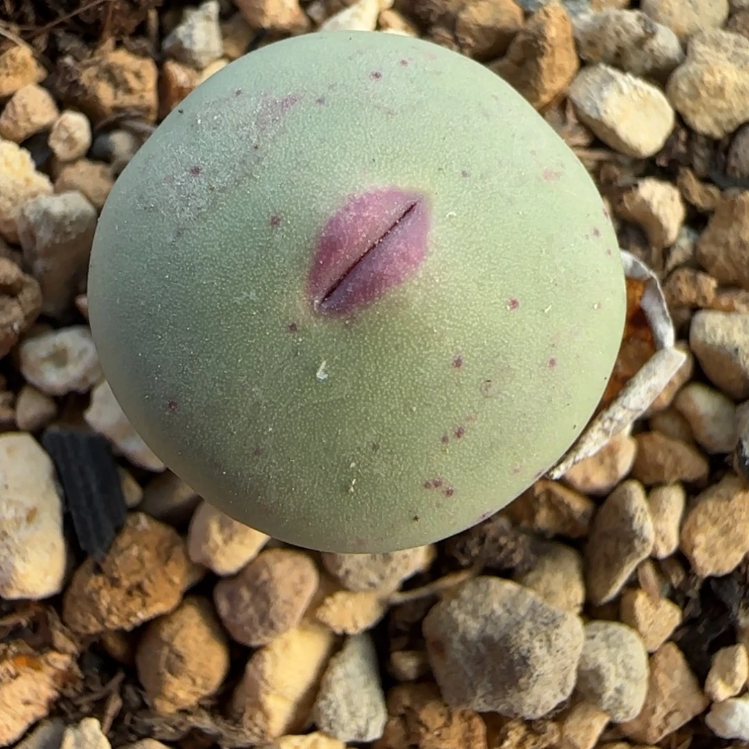 2.7多肉外播DO WS嘴31号