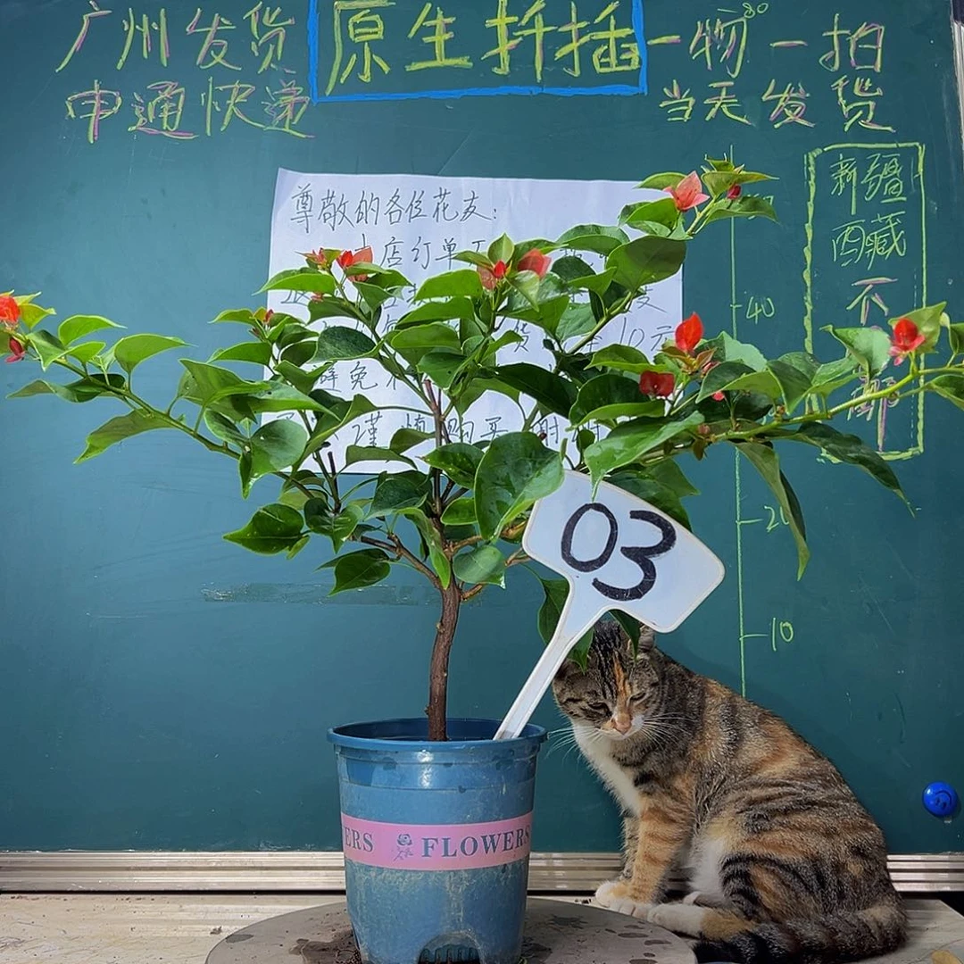 当前无花栽培后可以开花 不甜西瓜  03
