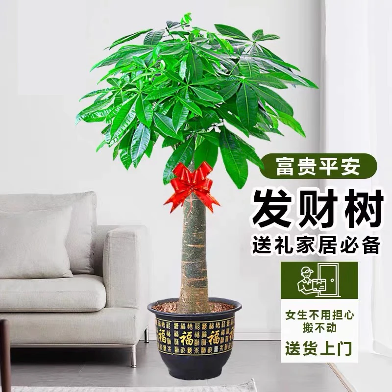 【 送货上门】1.3-1.5米发财树客厅绿植盆栽大棵型植物