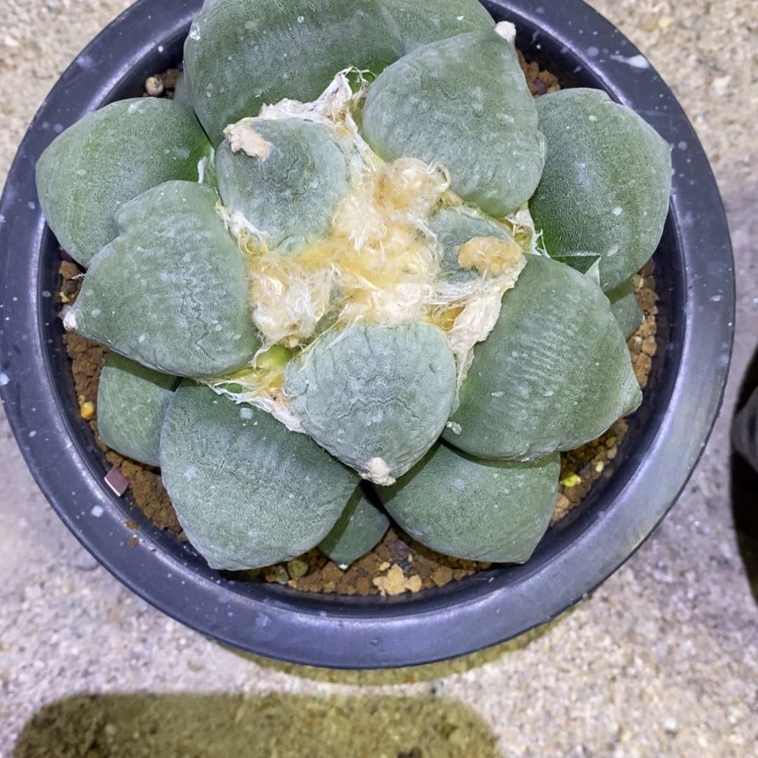 实生蛋尤牡丹牡丹14cm