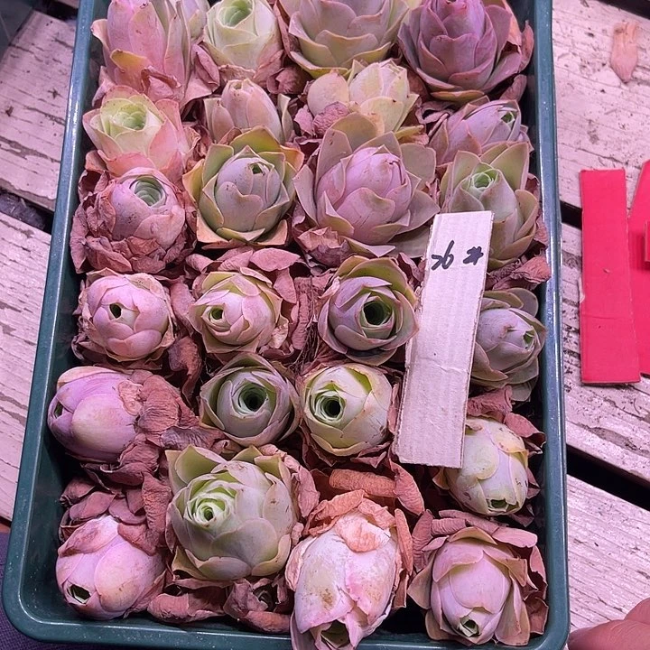 山地玫瑰26号，一物一拍25颗2到3cm