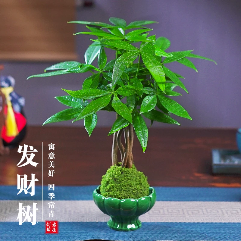 五福发财树盆栽植物室内花卉绿植办公好养客厅四季常青盆景