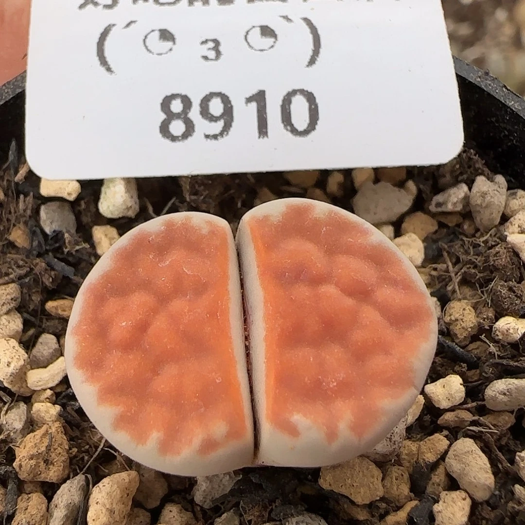 8910。默认脱土。18包邮。偏远88包邮