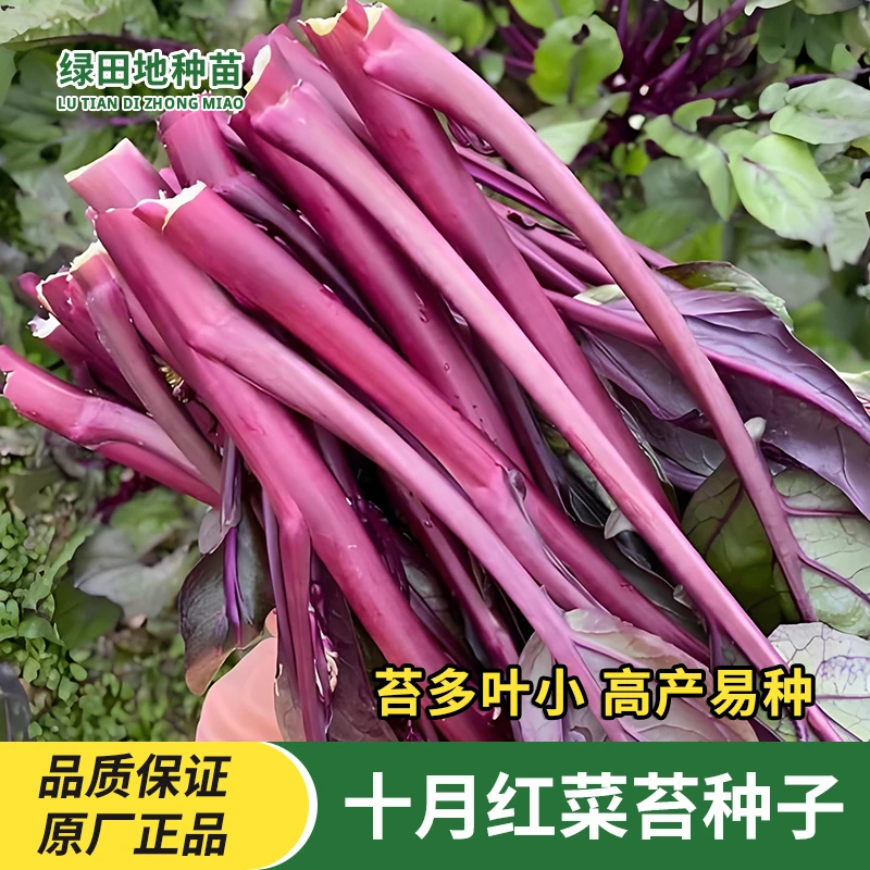 十月红菜苔种子早熟高产过冬蔬菜春季秋季种植阳台抗病寒蔬菜种籽