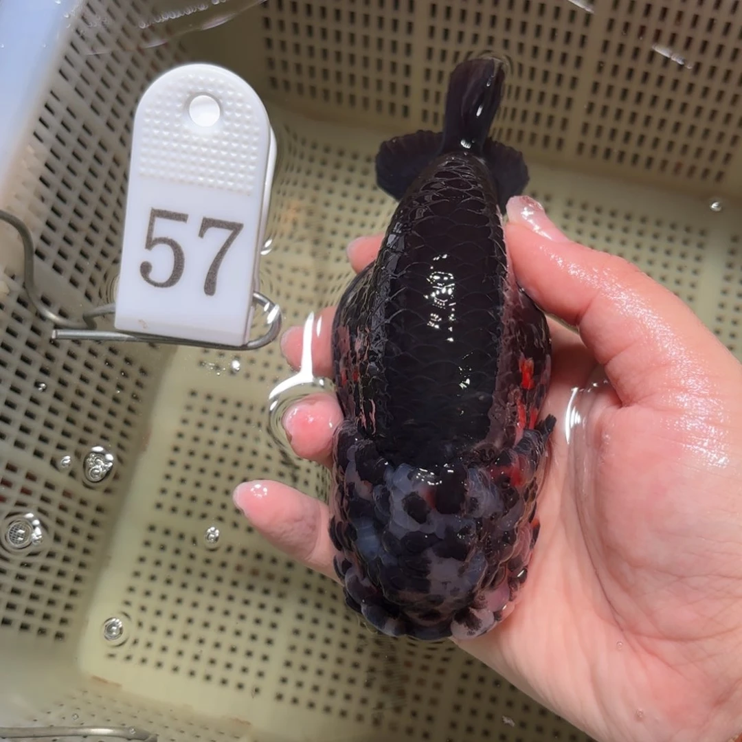 金鱼运费到付，不包邮或者拍包装包邮