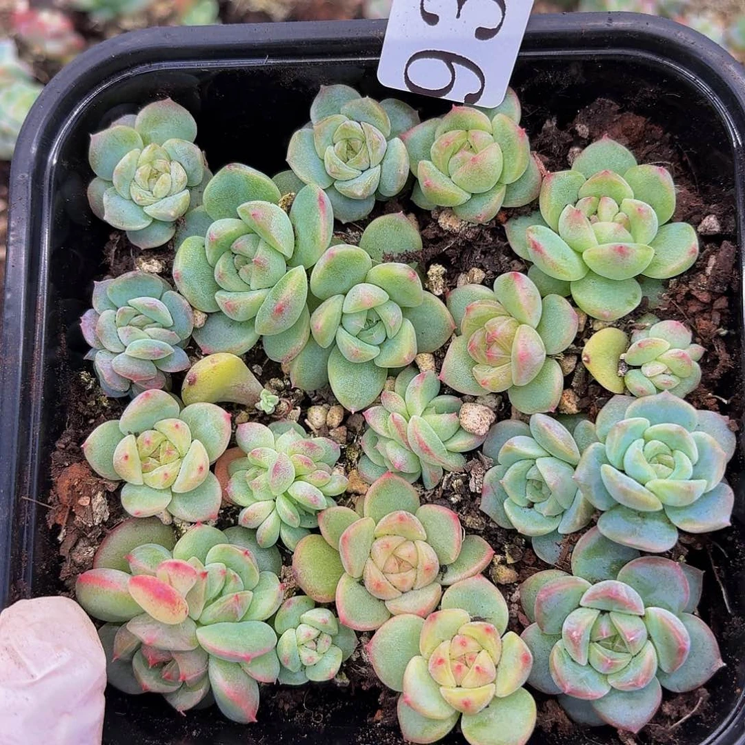 多肉植物多肉植物938