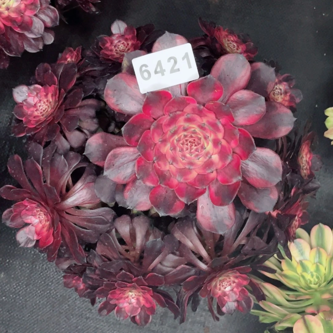 铁*娃烟花多肉发货发货