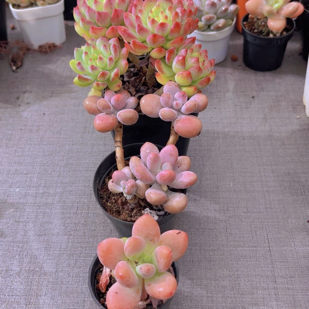 蓝苹果。桃蛋。洛神