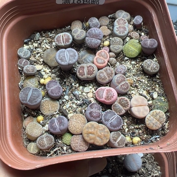 【闪购商品】 265。