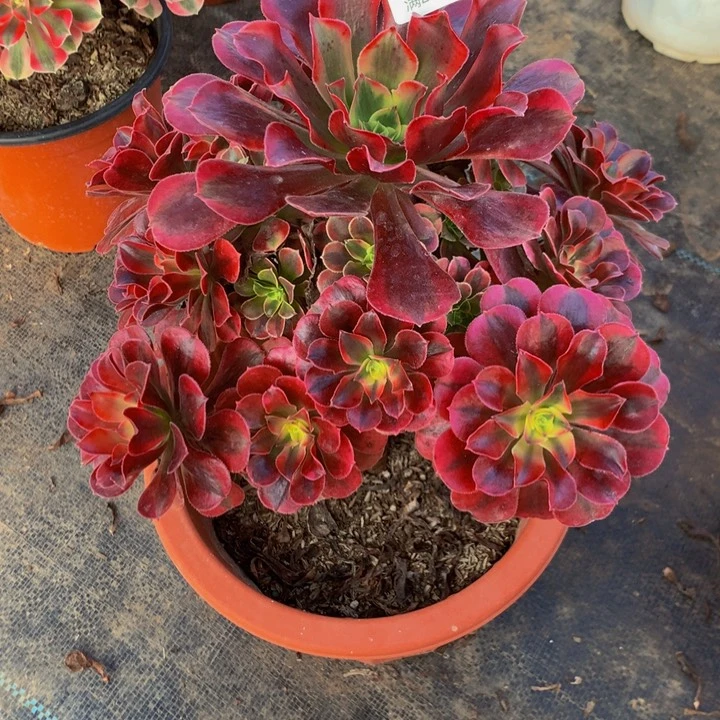 ℒ****美杜莎法师055