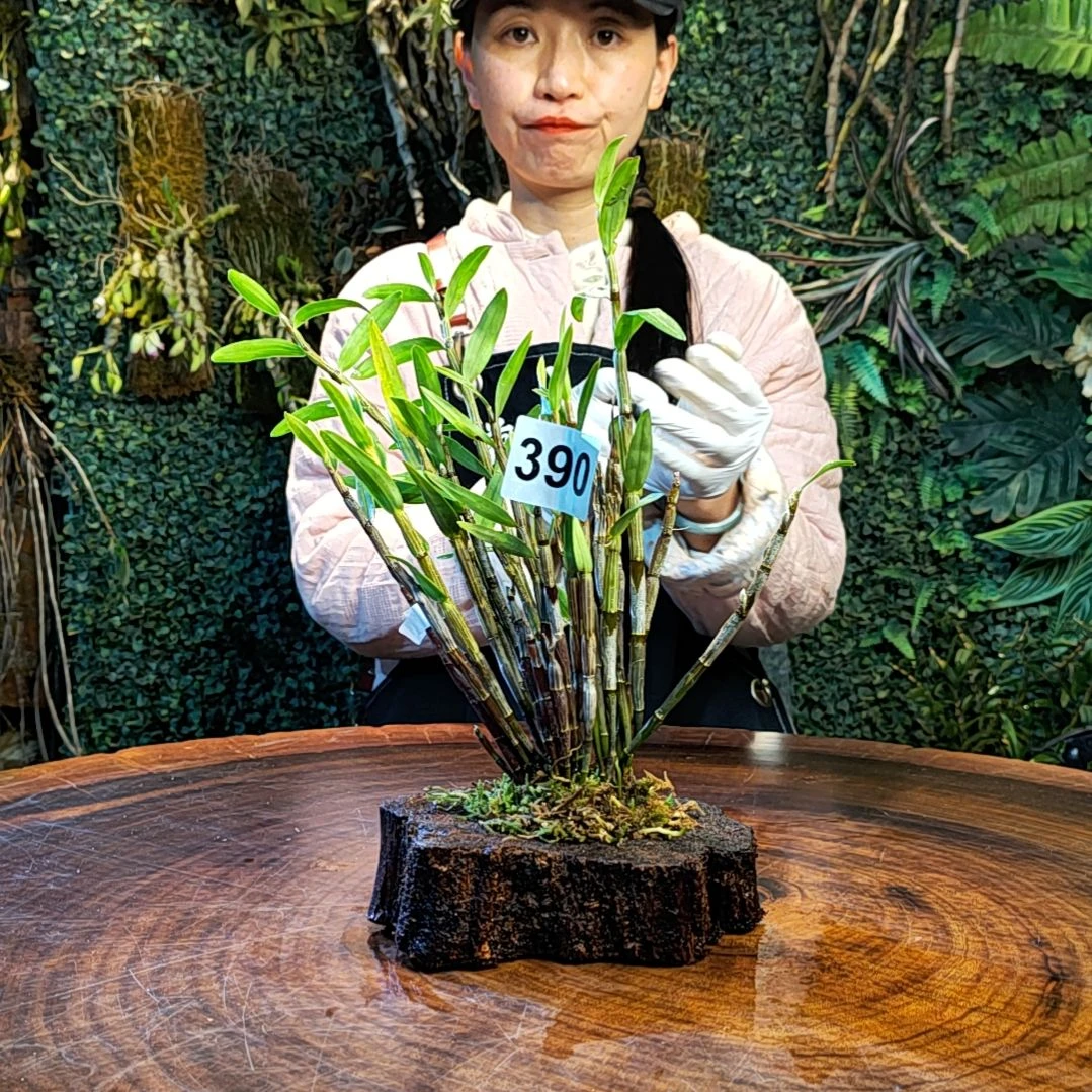 【闪购商品】无*390铜皮花