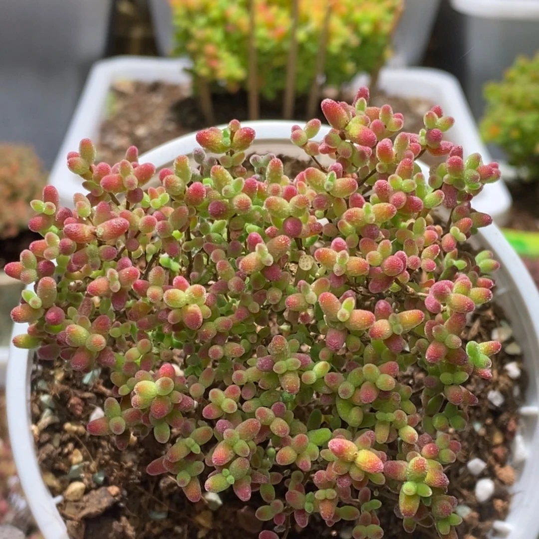 蜜桔糖球枝干番杏D003