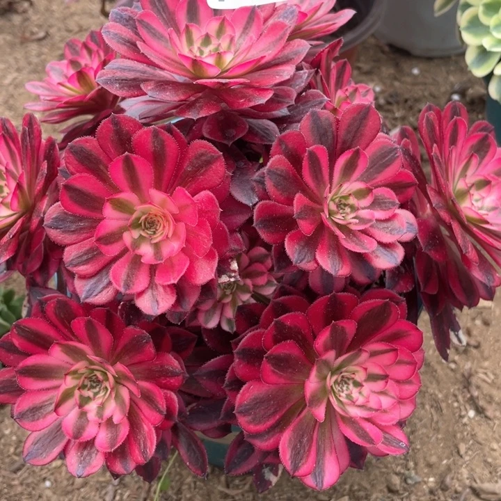 736多肉植物黑铜白