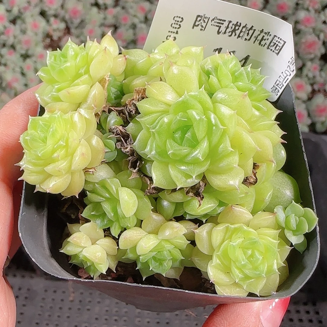 0018-114eko麦秆优选不包整