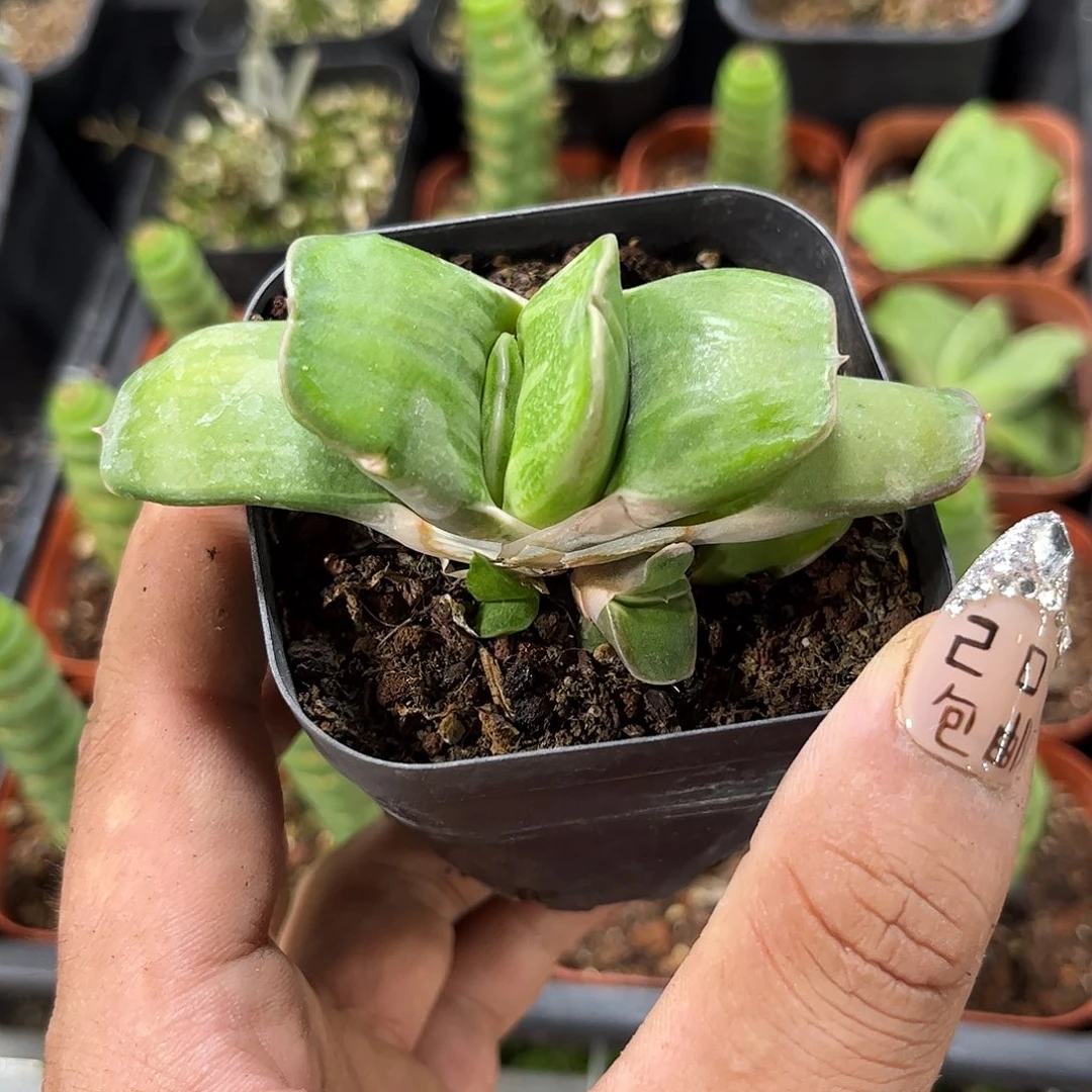 蜗牛里面的就这样