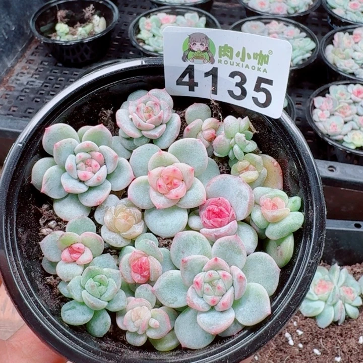 多肉植物多肉植物