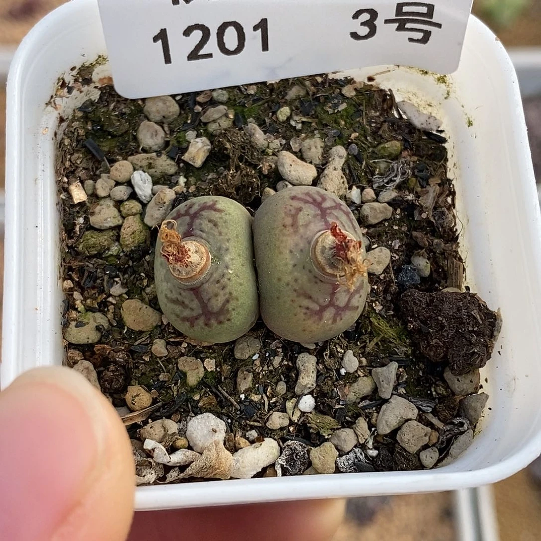 201-3-杂交福利。