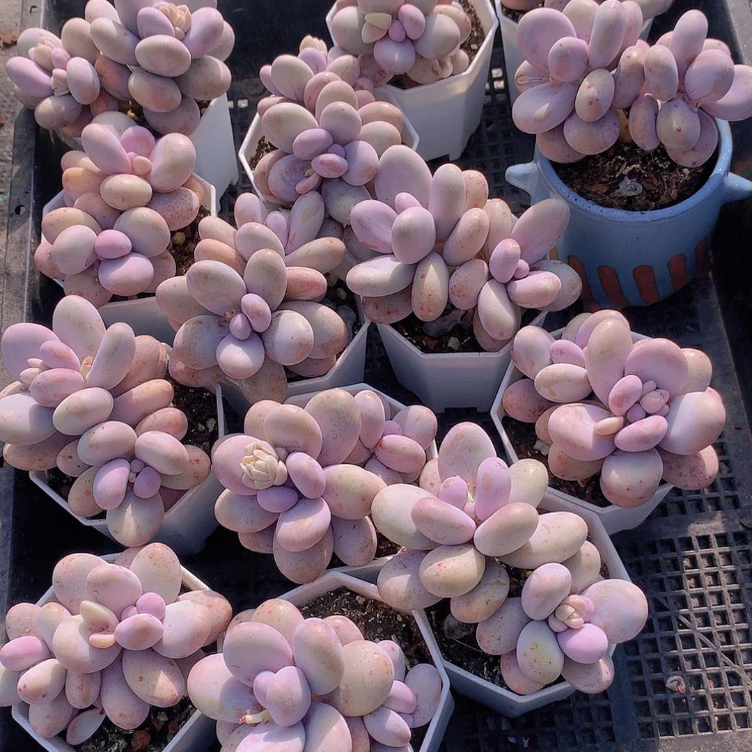 奶酪23456789900000