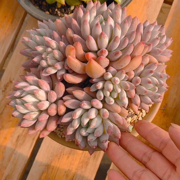 谢谢你的支持000000065