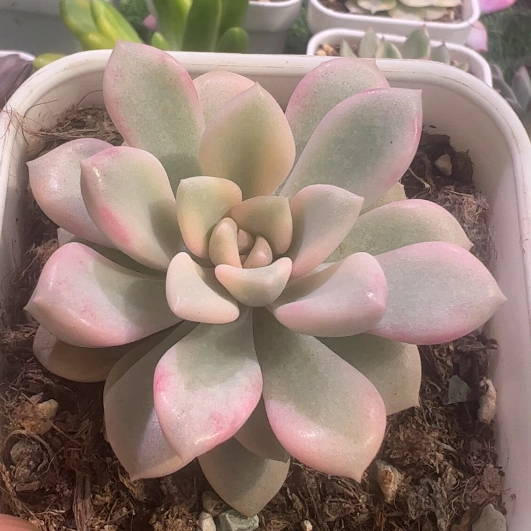 g**l多肉植物多肉植物