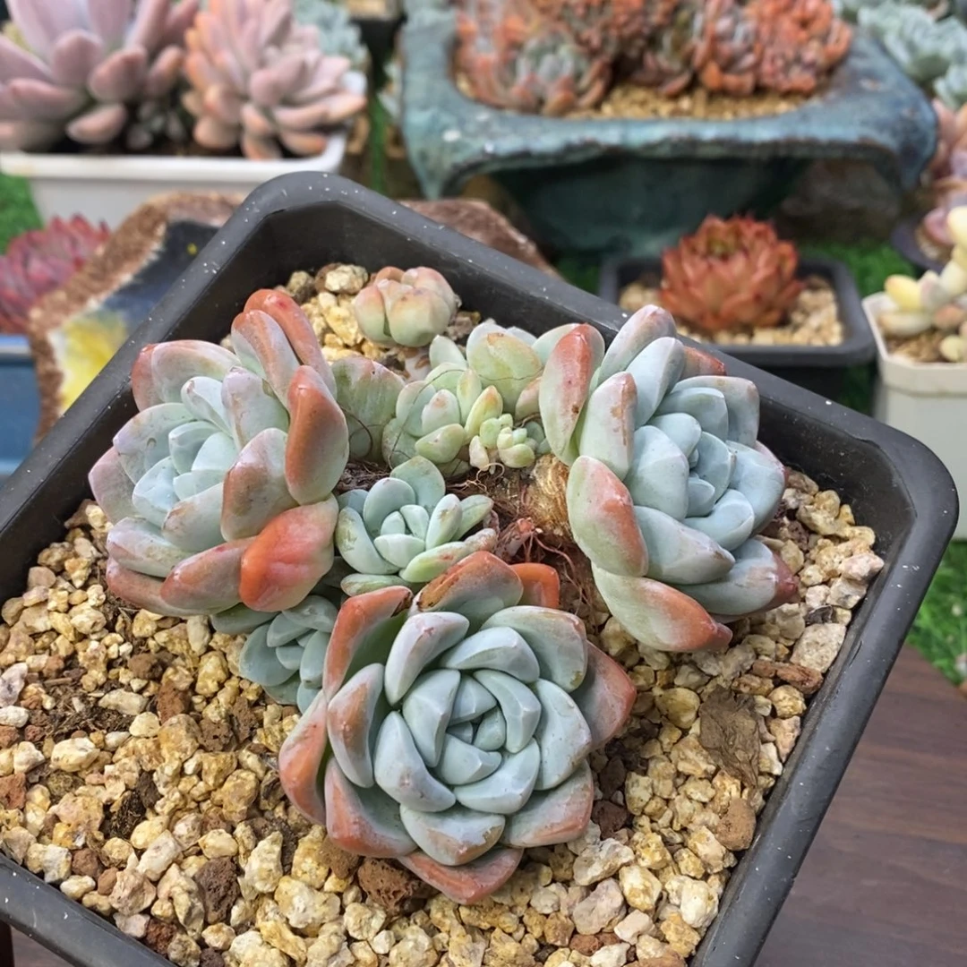 恋***景冰玉群生一物一拍
