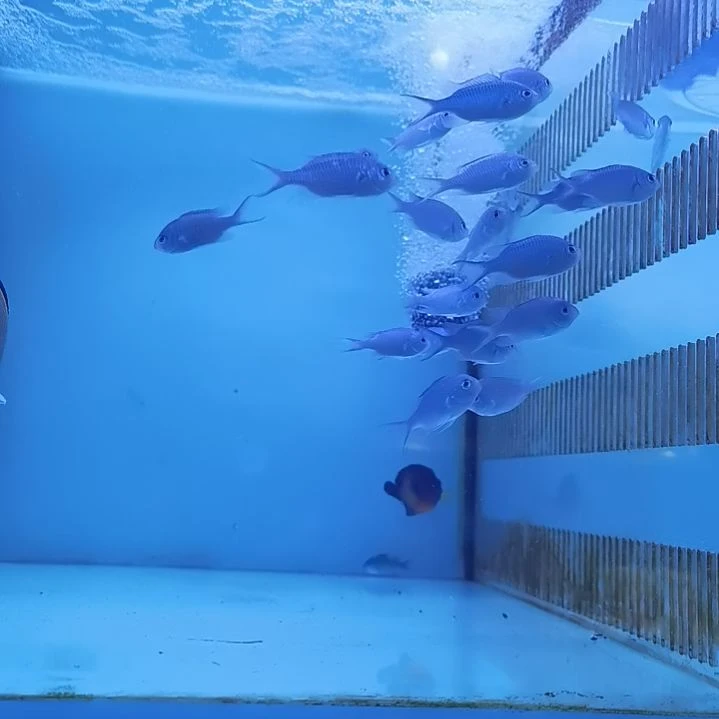 那片海朱雀店青魔3条