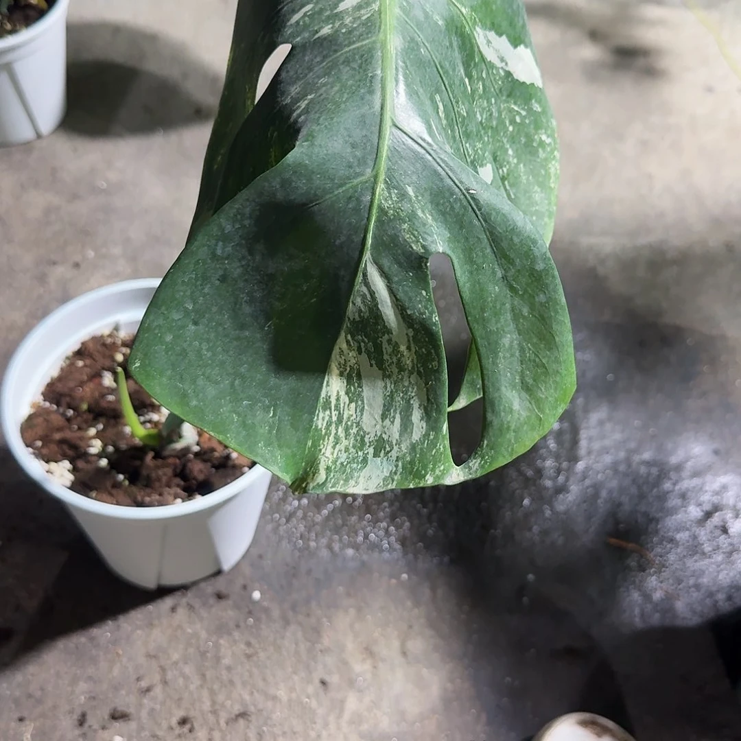全部花朵用****8龟背竹植物一物一拍