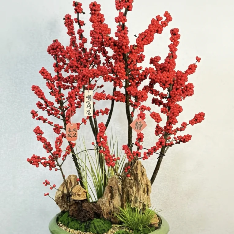 《北美冬青》盆栽阳台庭院桌面款年宵花