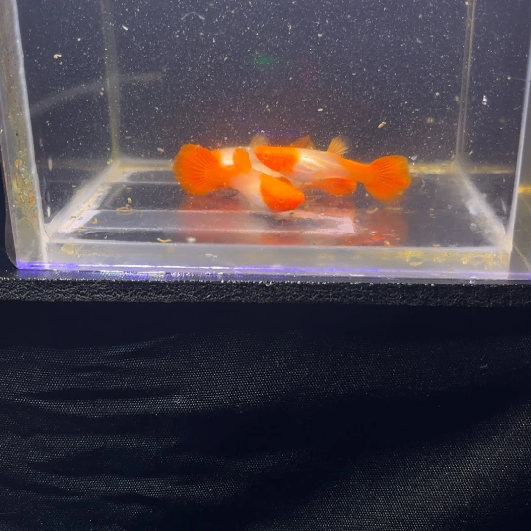 孔雀鱼红头孔雀鱼34