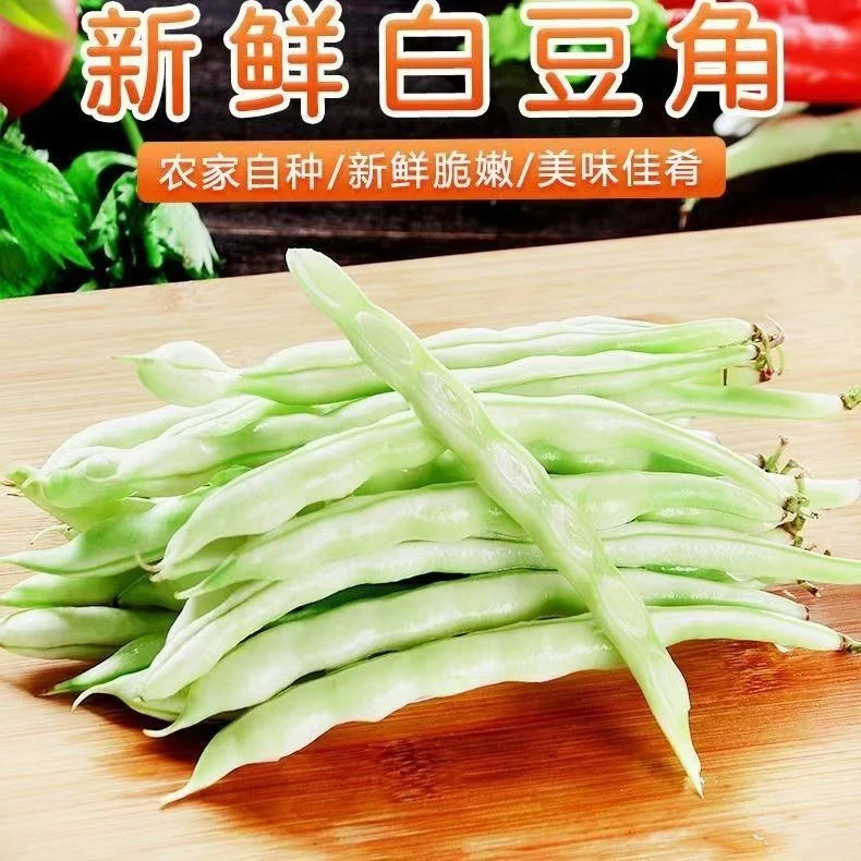 山东现摘现发芸豆农家自种新鲜白不老豆角