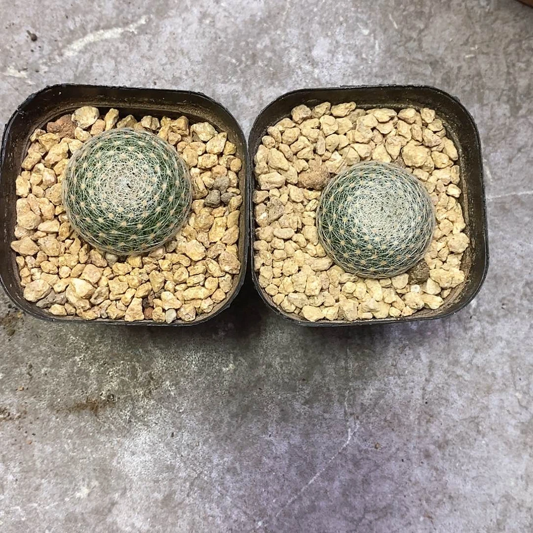 千***~一物一拍二棵仙人球