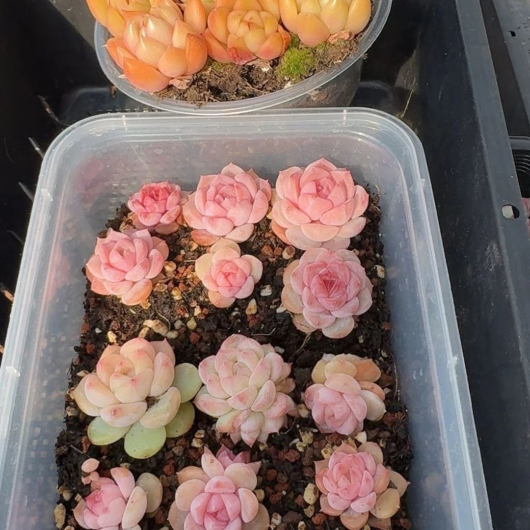 杂交新品珍妮多肉487