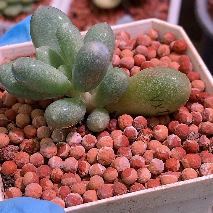奶酪杂汤圆多肉植物