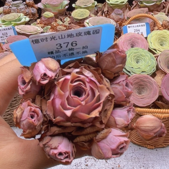 山地玫瑰376裸根发货不售后