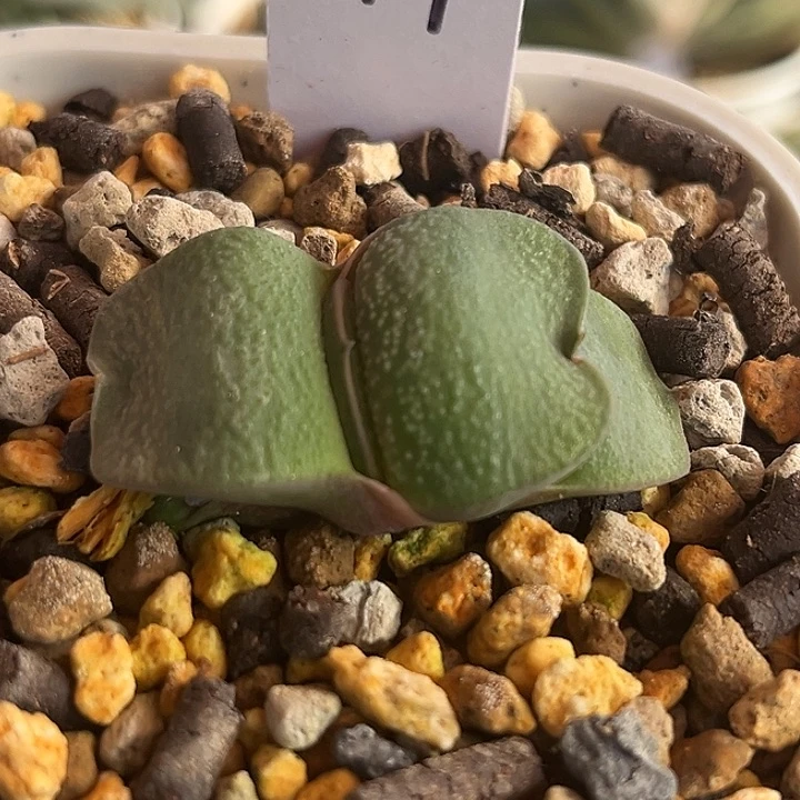 047脱土发货111111111