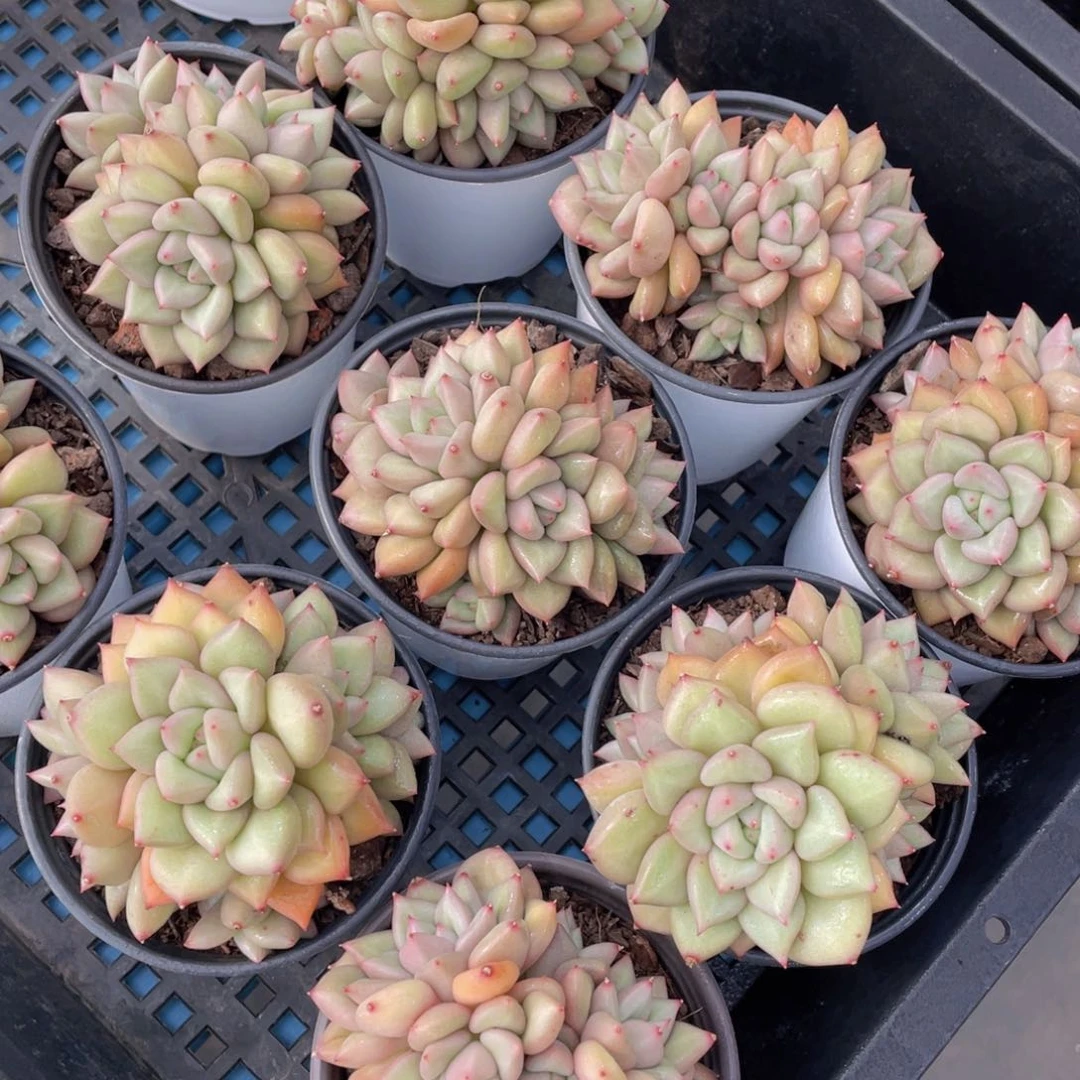 量拍15号黄金象牙大群生一个