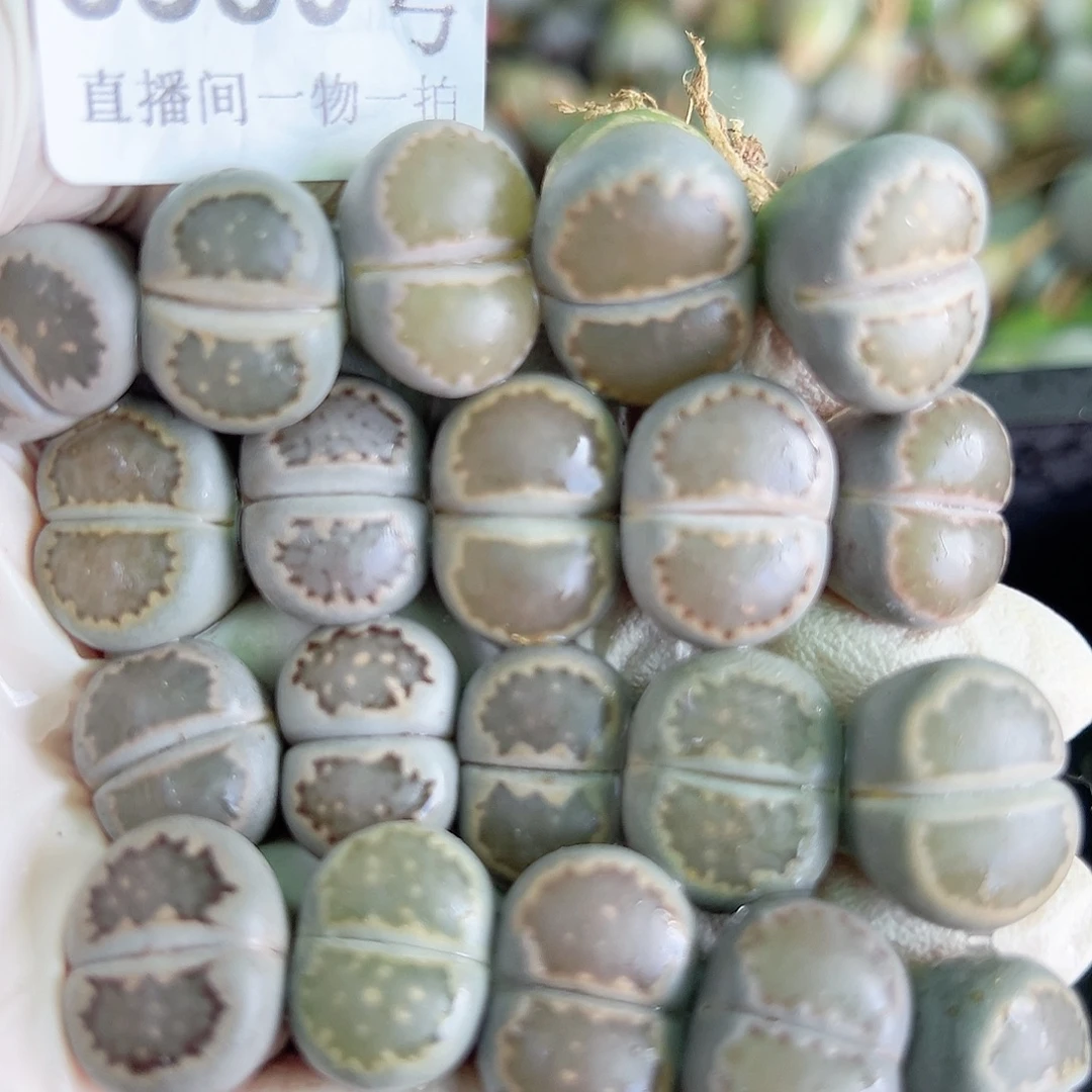 8589 好养易活生石花大母本20个