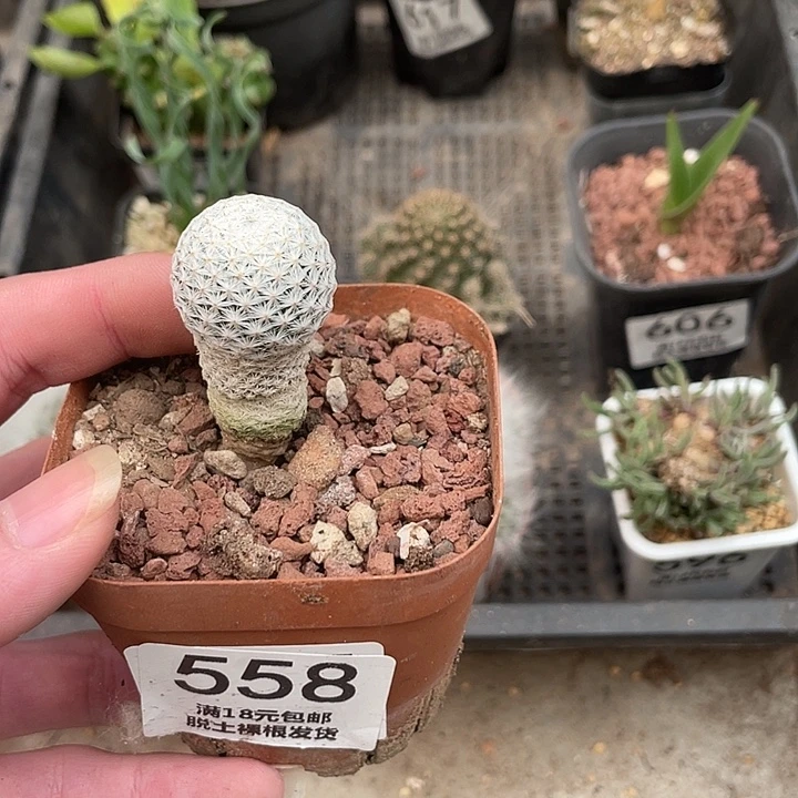 558白鸟（满18包邮）