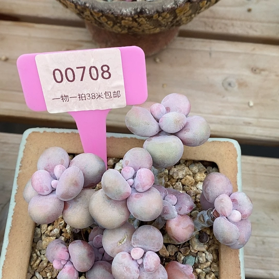 00708，具体咯我图小雨姐姐